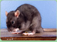 rat control Cleckheaton